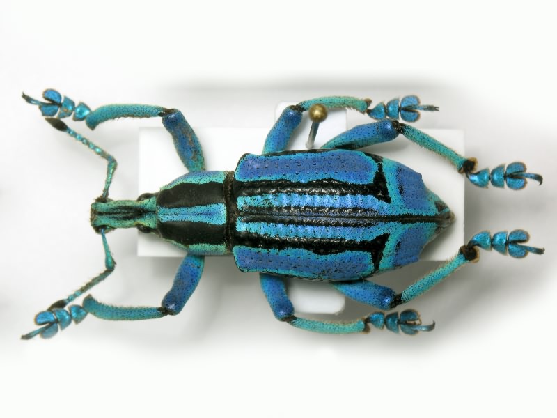 Eupholus bennetti Gestro, 1876